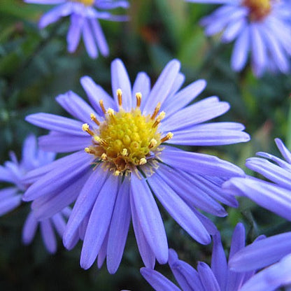 Symphyotrichum laeve - Smooth Aster
