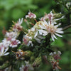 Symphyotrichum lateriflorum - Calico Aster