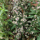 Symphyotrichum lateriflorum - Calico Aster - 38 Plug Tray