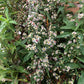 Symphyotrichum lateriflorum - Calico Aster