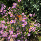 Symphyotrichum novae-angliae - New England Aster