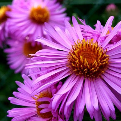 Symphyotrichum novae-angliae - New England Aster