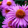 Symphyotrichum novae-angliae - New England Aster