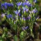 Symphyotrichum oolentangiense - Sky Blue Aster - 3" Pot