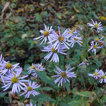 Symphyotrichum prenanthoides - Crooked Stem Aster - 38 Plug Tray