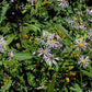 Symphyotrichum puniceum - Swamp Aster - 3" Pot