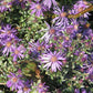 Symphyotrichum sericeum - Silky Aster