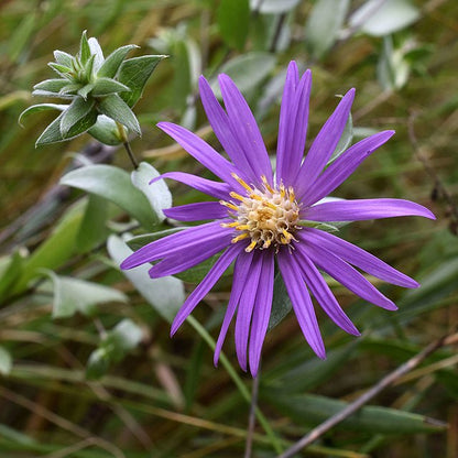 Symphyotrichum sericeum - Silky Aster - 38 Plug Tray