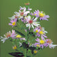 Symphyotrichum shortii - Shorts Aster - 38 Plug Tray