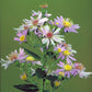 Symphyotrichum shortii - Shorts Aster
