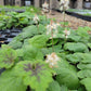 Tiarella cordifolia - Heartleaf Foamflower - 38 Plug Tray