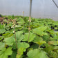 Tiarella cordifolia - Heartleaf Foamflower - 38 Plug Tray