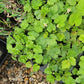 Tiarella cordifolia - Heartleaf Foamflower