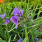 Tradescantia ohiensis - Ohio Spiderwort