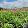 Talinum parviflorus - Small Flower Fame Flower