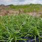 Talinum parviflorus - Small Flower Fame Flower