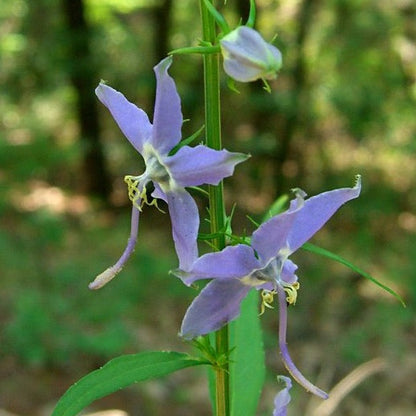 Campanula americana - Tall Bellflower