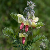 Tephrosia virginiana - Goat's Rue