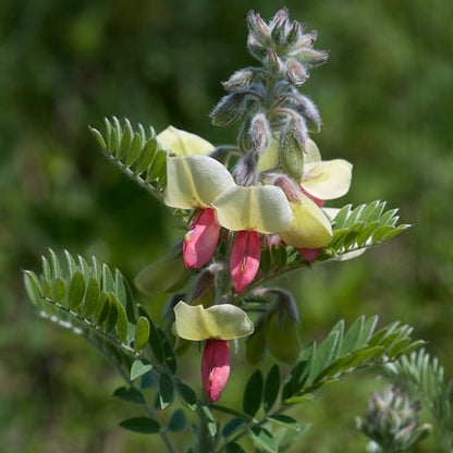 Tephrosia virginiana - Goat's Rue - 38 Plug Tray