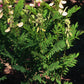 Tephrosia virginiana - Goat's Rue - 38 Plug Tray