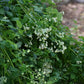 Thalictrum dasycarpum - Purple Meadow Rue - 3" Pot