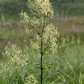 Thalictrum dasycarpum - Purple Meadow Rue - 3" Pot