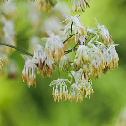 Thalictrum dasycarpum - Purple Meadow Rue - 3" Pot