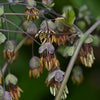Thalictrum dioicum - Early Meadow Rue - 3" Pot