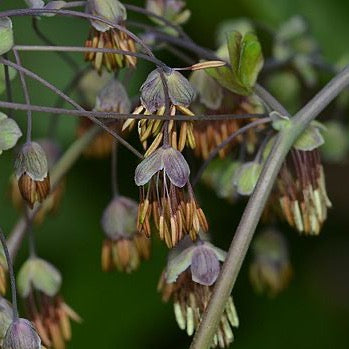 Thalictrum dioicum - Early Meadow Rue