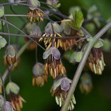 Thalictrum dioicum - Early Meadow Rue - 38 Plug Tray