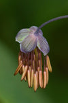 Thalictrum dioicum - Early Meadow Rue - 38 Plug Tray
