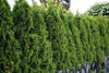 Thuja occidentalis - White Cedar