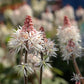 Tiarella cordifolia - Heartleaf Foamflower - 38 Plug Tray
