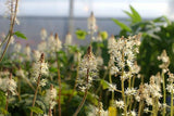 Tiarella Cordifolia - Heartleaf Foamflower - 38 Plug Tray