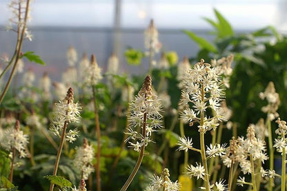 Tiarella cordifolia - Heartleaf Foamflower