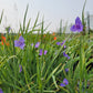 Tradescantia ohiensis - Ohio Spiderwort - 3" Pot