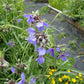 Tradescantia ohiensis - Ohio Spiderwort - 3" Pot