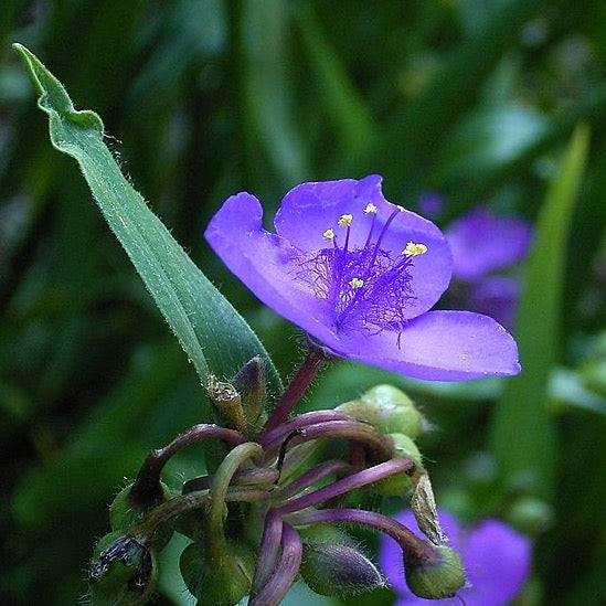 Ohio Spiderwort (Tradescantia ohiensis) 11 Tradescantia ohiensis - Ohio Spiderwort - 3" Pot