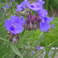 Tradescantia ohiensis - Ohio Spiderwort - 38 Plug Tray