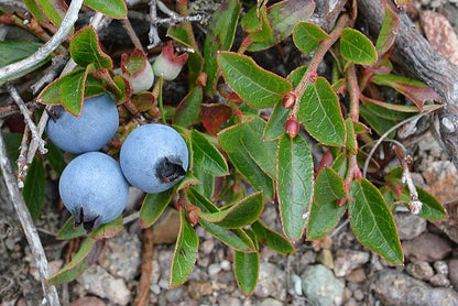 Vaccinium angustifolium -  Lowbush Blueberry - 38 Plug Tray