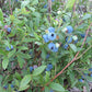 Vaccinium angustifolium -  Lowbush Blueberry - 38 Plug Tray