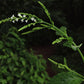 Verbena urticifolia - White Vervain