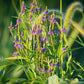 Verbena hastata - Blue Vervain