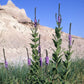 Verbena stricta - Hoary Vervain - 3" Pot