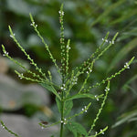 Verbena urticifolia - White Vervain - 3" Pot