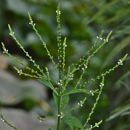 Verbena urticifolia - White Vervain