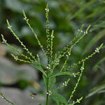 Verbena urticifolia - White Vervain - 38 Plug Tray