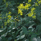 Verbesina alternifolia - Wingstem - 38 Plug Tray