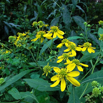 Verbesina alternifolia - Wingstem - 38 Plug Tray