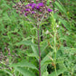 Vernonia missurica - Missouri Ironweed - 3" Pot